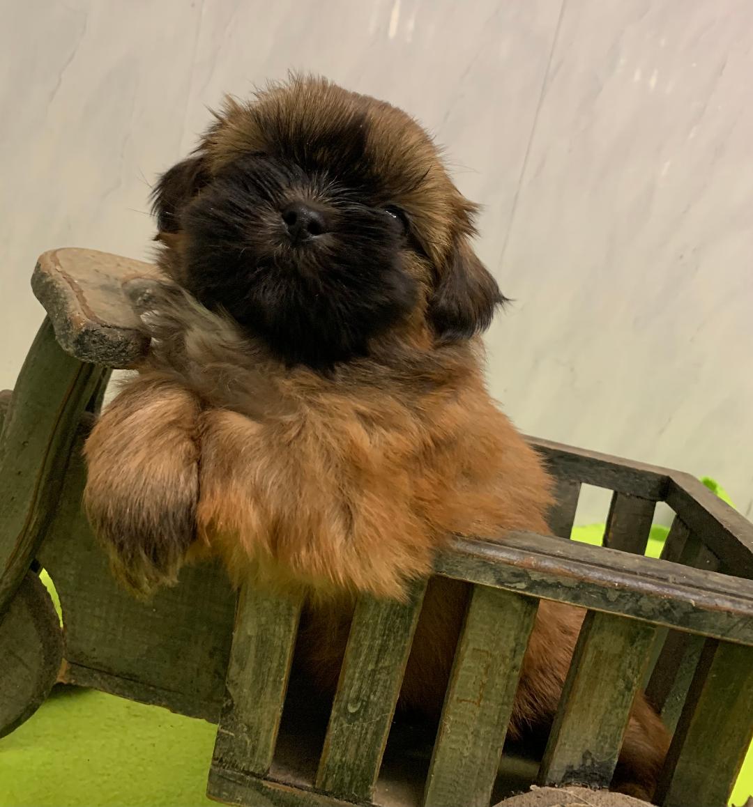 22bb5maleshouartaban6s